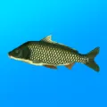 True Fishing. Fishing simulator Mod Apk 1.15.1.727 (Paid for free)(Unlimited money)(Free purchase)(Unlocked)